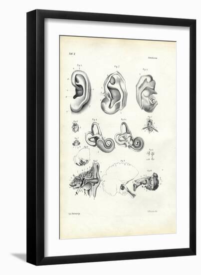 Organ of Hearing, 1863-79-Raimundo Petraroja-Framed Giclee Print