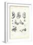 Organ of Hearing, 1863-79-Raimundo Petraroja-Framed Giclee Print