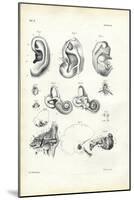 Organ of Hearing, 1863-79-Raimundo Petraroja-Mounted Giclee Print