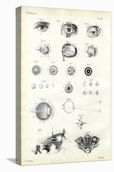 Organ of Seeing, 1863-79-Raimundo Petraroja-Stretched Canvas