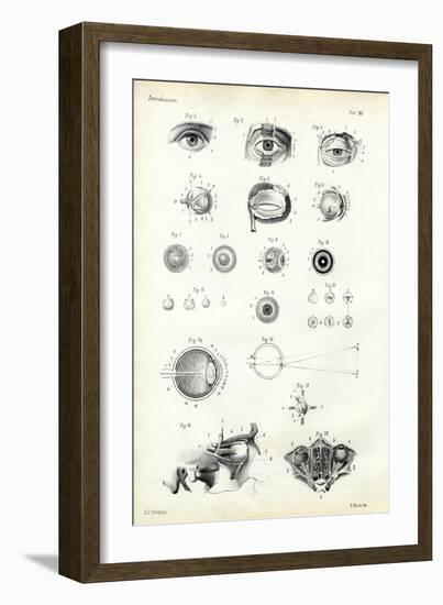 Organ of Seeing, 1863-79-Raimundo Petraroja-Framed Giclee Print