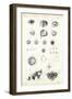 Organ of Seeing, 1863-79-Raimundo Petraroja-Framed Giclee Print