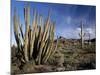 Organ Pipe And Sagauro Cacti-Bob Gibbons-Mounted Photographic Print