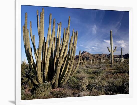 Organ Pipe And Sagauro Cacti-Bob Gibbons-Framed Photographic Print