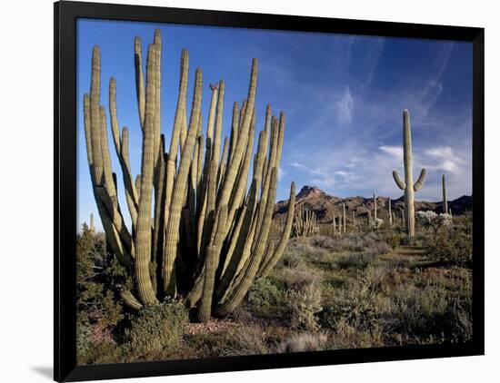 Organ Pipe And Sagauro Cacti-Bob Gibbons-Framed Photographic Print