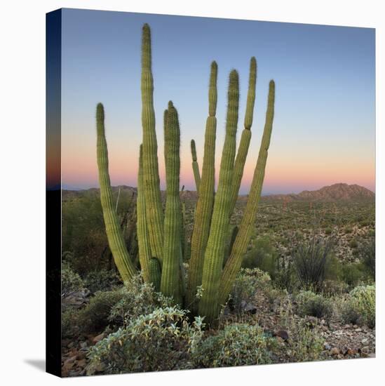 Organ Pipe Cactus at Dusk Crop-Alan Majchrowicz-Stretched Canvas