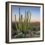 Organ Pipe Cactus at Dusk Crop-Alan Majchrowicz-Framed Photographic Print