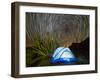 Organ pipe cactus at night with Geminid Meteor Shower, Organ Pipe Cactus National Monument, Arizona-Michael Nolan-Framed Photographic Print