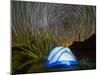 Organ pipe cactus at night with Geminid Meteor Shower, Organ Pipe Cactus National Monument, Arizona-Michael Nolan-Mounted Photographic Print