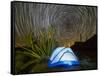 Organ pipe cactus at night with Geminid Meteor Shower, Organ Pipe Cactus National Monument, Arizona-Michael Nolan-Framed Stretched Canvas