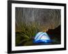 Organ pipe cactus at night with Geminid Meteor Shower, Organ Pipe Cactus National Monument, Arizona-Michael Nolan-Framed Photographic Print