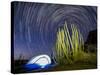 Organ pipe cactus at night with Geminid Meteor Shower, Organ Pipe Cactus National Monument, Arizona-Michael Nolan-Stretched Canvas