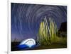 Organ pipe cactus at night with Geminid Meteor Shower, Organ Pipe Cactus National Monument, Arizona-Michael Nolan-Framed Photographic Print