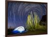 Organ pipe cactus at night with Geminid Meteor Shower, Organ Pipe Cactus National Monument, Arizona-Michael Nolan-Framed Photographic Print