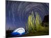 Organ pipe cactus at night with Geminid Meteor Shower, Organ Pipe Cactus National Monument, Arizona-Michael Nolan-Mounted Photographic Print