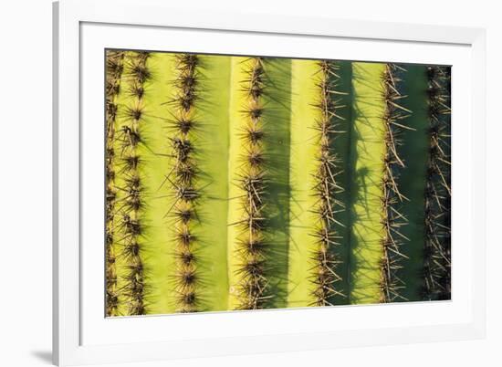 Organ Pipe Cactus Detail, Organ Pipe Cactus National Monument, Usa-Russ Bishop-Framed Photographic Print