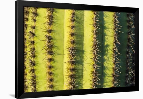 Organ Pipe Cactus Detail, Organ Pipe Cactus National Monument, Usa-Russ Bishop-Framed Photographic Print