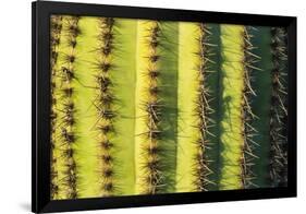 Organ Pipe Cactus Detail, Organ Pipe Cactus National Monument, Usa-Russ Bishop-Framed Photographic Print