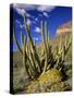 Organ Pipe Cactus in Desert-James Randklev-Stretched Canvas