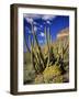 Organ Pipe Cactus in Desert-James Randklev-Framed Photographic Print