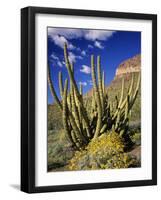 Organ Pipe Cactus in Desert-James Randklev-Framed Photographic Print