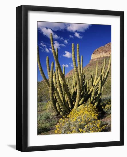 Organ Pipe Cactus in Desert-James Randklev-Framed Photographic Print