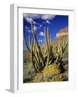 Organ Pipe Cactus in Desert-James Randklev-Framed Photographic Print