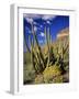 Organ Pipe Cactus in Desert-James Randklev-Framed Photographic Print