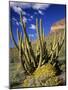 Organ Pipe Cactus in Desert-James Randklev-Mounted Photographic Print