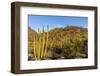 Organ Pipe Cactus in Organ Pipe National Monument, Arizona, Usa-Chuck Haney-Framed Photographic Print