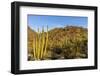 Organ Pipe Cactus in Organ Pipe National Monument, Arizona, Usa-Chuck Haney-Framed Photographic Print