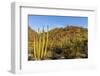 Organ Pipe Cactus in Organ Pipe National Monument, Arizona, Usa-Chuck Haney-Framed Photographic Print