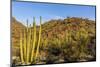 Organ Pipe Cactus in Organ Pipe National Monument, Arizona, Usa-Chuck Haney-Mounted Photographic Print