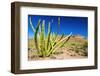 Organ Pipe Cactus in the Ajo Mountains, Organ Pipe Cactus National Monument, Usa-Russ Bishop-Framed Photographic Print