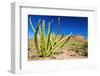 Organ Pipe Cactus in the Ajo Mountains, Organ Pipe Cactus National Monument, Usa-Russ Bishop-Framed Photographic Print