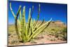 Organ Pipe Cactus in the Ajo Mountains, Organ Pipe Cactus National Monument, Usa-Russ Bishop-Mounted Photographic Print