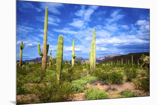 Organ Pipe Cactus National Monument, Ajo Mountain Drive in the Desert-Richard Wright-Mounted Premium Photographic Print