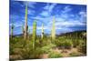 Organ Pipe Cactus National Monument, Ajo Mountain Drive in the Desert-Richard Wright-Mounted Premium Photographic Print