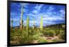 Organ Pipe Cactus National Monument, Ajo Mountain Drive in the Desert-Richard Wright-Framed Premium Photographic Print