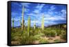 Organ Pipe Cactus National Monument, Ajo Mountain Drive in the Desert-Richard Wright-Framed Stretched Canvas