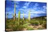 Organ Pipe Cactus National Monument, Ajo Mountain Drive in the Desert-Richard Wright-Stretched Canvas