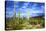 Organ Pipe Cactus National Monument, Ajo Mountain Drive in the Desert-Richard Wright-Stretched Canvas