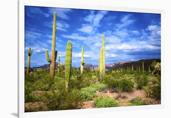 Organ Pipe Cactus National Monument, Ajo Mountain Drive in the Desert-Richard Wright-Framed Photographic Print