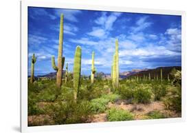 Organ Pipe Cactus National Monument, Ajo Mountain Drive in the Desert-Richard Wright-Framed Photographic Print