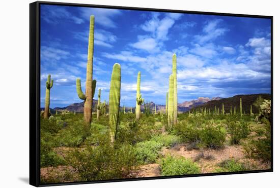 Organ Pipe Cactus National Monument, Ajo Mountain Drive in the Desert-Richard Wright-Framed Stretched Canvas