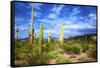 Organ Pipe Cactus National Monument, Ajo Mountain Drive in the Desert-Richard Wright-Framed Stretched Canvas