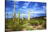 Organ Pipe Cactus National Monument, Ajo Mountain Drive in the Desert-Richard Wright-Stretched Canvas