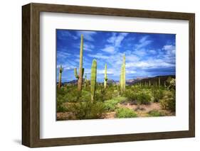 Organ Pipe Cactus National Monument, Ajo Mountain Drive in the Desert-Richard Wright-Framed Photographic Print