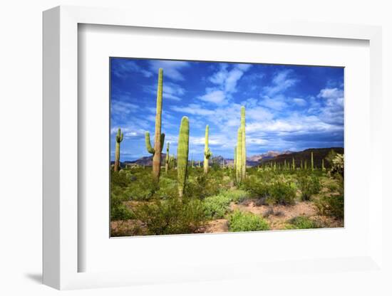 Organ Pipe Cactus National Monument, Ajo Mountain Drive in the Desert-Richard Wright-Framed Photographic Print