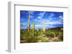 Organ Pipe Cactus National Monument, Ajo Mountain Drive in the Desert-Richard Wright-Framed Photographic Print